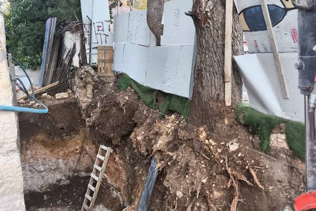 עצים בירושלים 2026